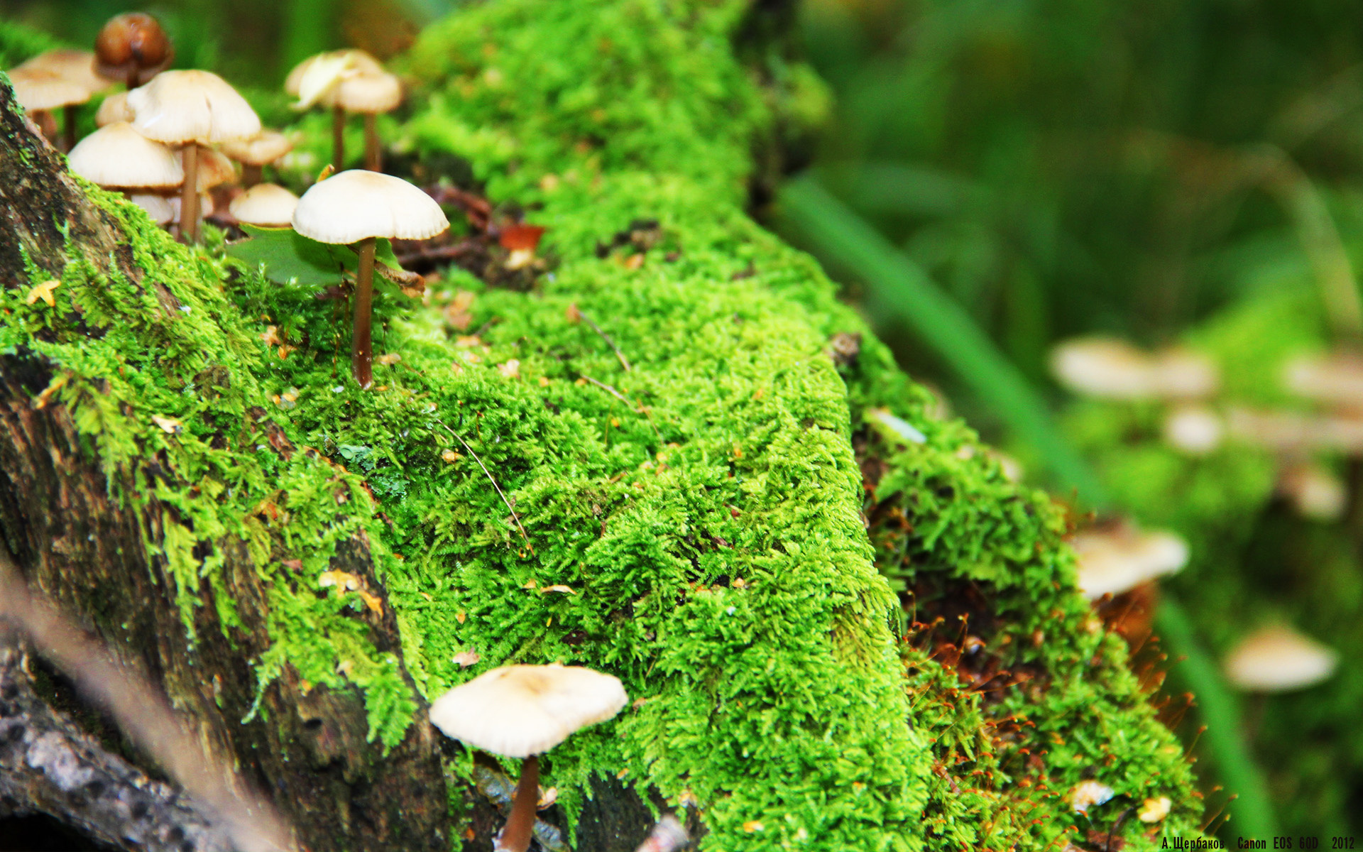 “未来之星:联盟最具潜力的新秀全面解析”,未来之星怎么解释