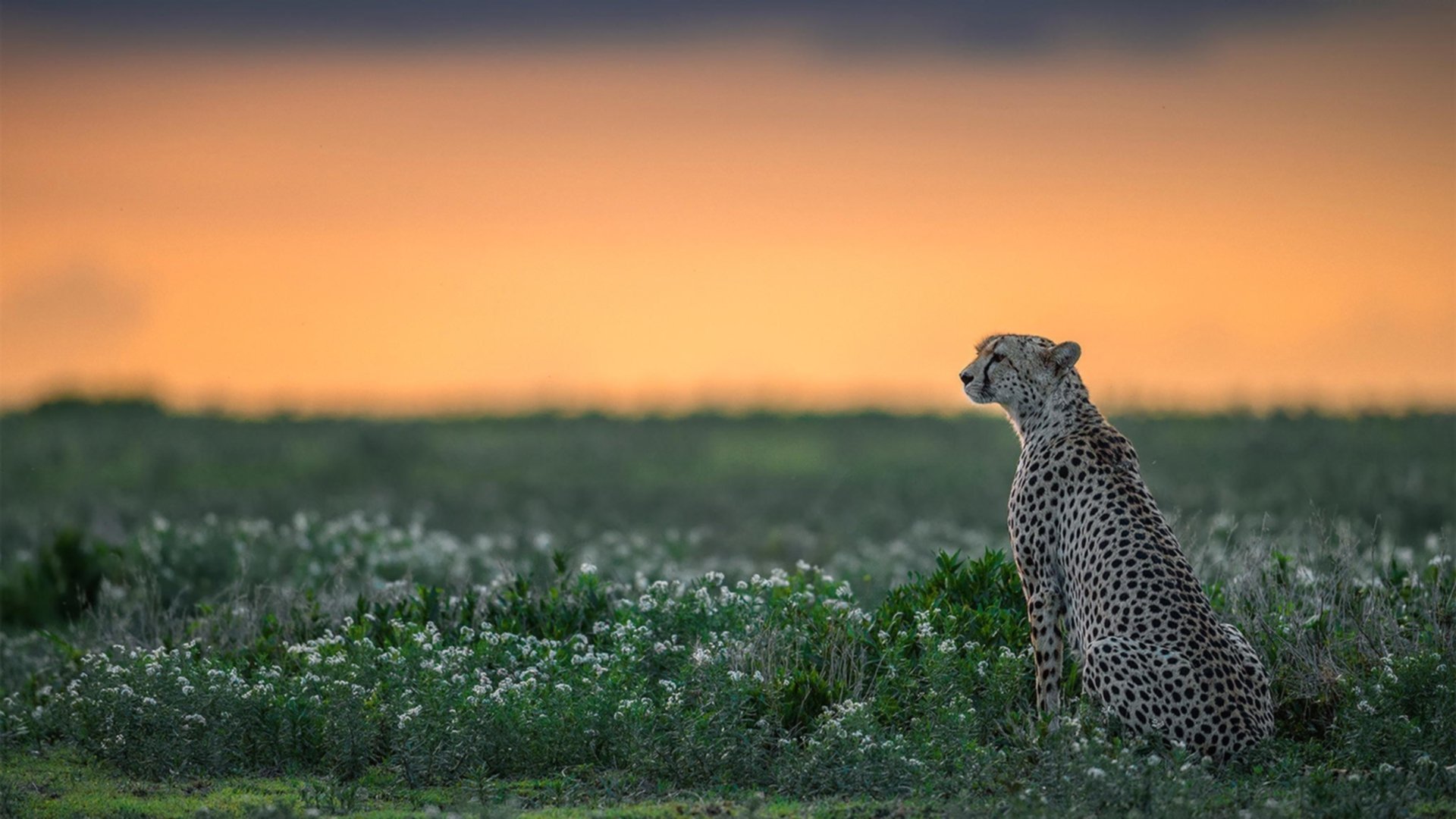 “最佳盖帽:联盟中令人叹服的经典封盖”,联盟盖帽排行榜