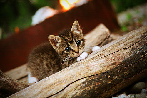 国际极限跑酷公开赛，城市天际线上的极速挑战，城市天际线公路限速