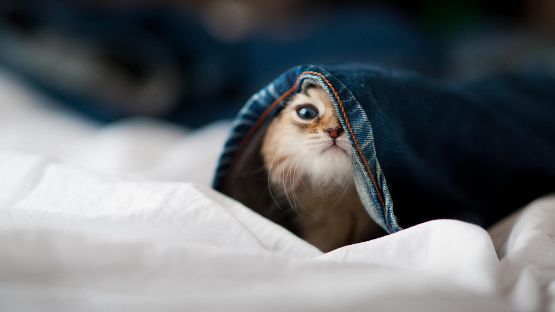 开云体育视频直播-意甲精品比赛不断，吸引全球球迷关注，意甲集锦